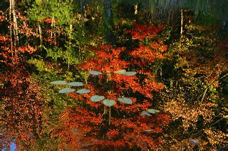 water lilies | This little group of lily pads was floating o… | Flickr