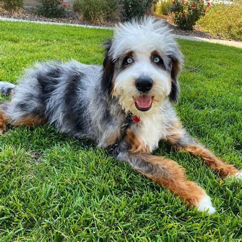 Types of Aussiedoodle Colors! Merles, Solids, etc.