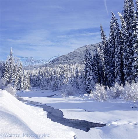 Fresh snow in Manning Park photo WP01888