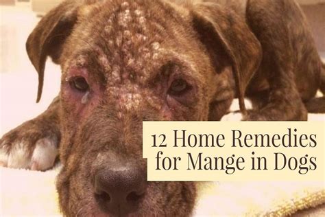 12 Home Remedies for Mange in Dogs