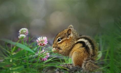 Baby Eastern Chipmunk