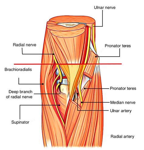 Fossa Anatomy Definition