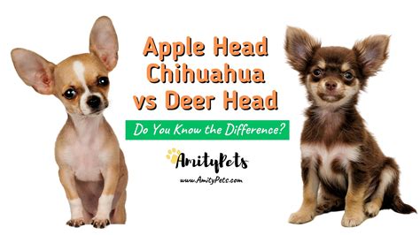 Apple Head Chihuahua vs Deer Head [what are the differences and why it matters] – Amity Pets