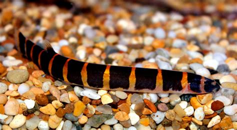 Kuhli Loach: Features, Care, Tank Mates, And More