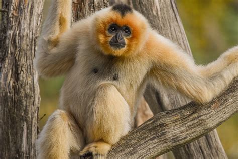 Southern Yellow-cheeked crested gibbon - ZooChat