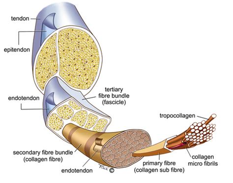 Cartilage, Tendons, and Ligaments Flashcards | Quizlet