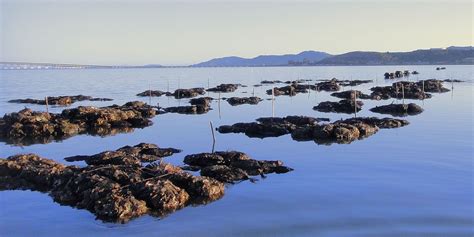 Can Oyster Reef Restoration Impact What We Eat - FoodPrint