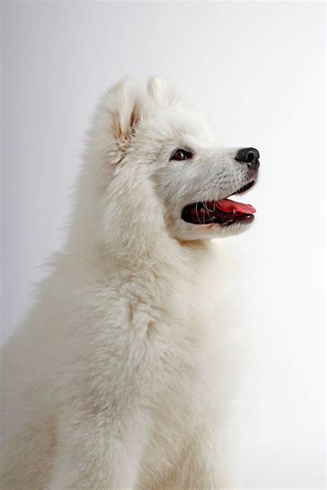 292 best samoyed miniature images on Pinterest | Miniature american eskimo, American eskimo dog ...