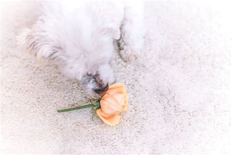 How to Get Dog Smell out of Carpet (Guide & Steps) – TMF Store