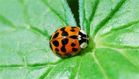 Orange Ladybugs: What They Really Are and Why They Are a Threat