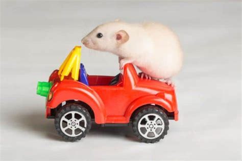 10 Best Toys for Rats In 2024 (Chewing, Climbing & Enrichment)