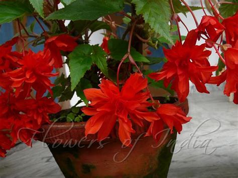 Begonia 'Red Cascade' - Hanging Basket Red Begonia