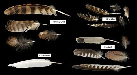 feather identification guide | Owl Feathers Identification ...