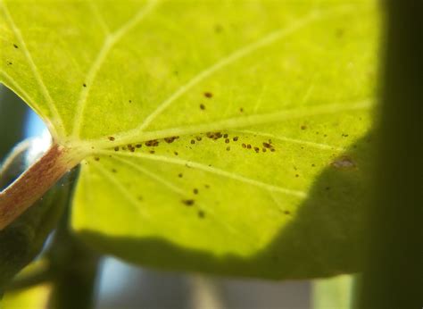 Spider Mites: My Experience, and How to Identify : r/druggardening