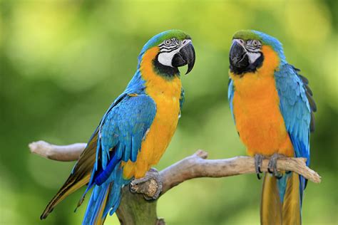 Top 5 Popular Large Parrots