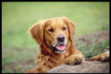 10 Interesting Golden Retriever Facts | My Interesting Facts