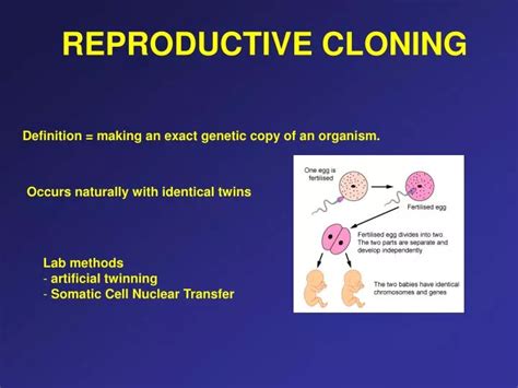 PPT - REPRODUCTIVE CLONING PowerPoint Presentation, free download - ID ...