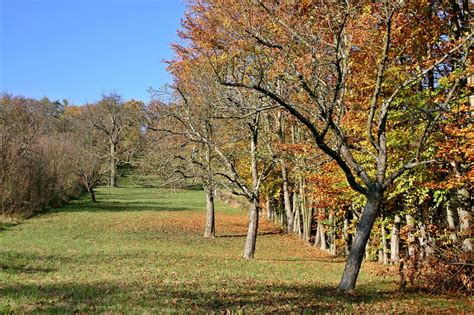 Orchard Apple Trees Autumn Fruit - Free photo on Pixabay