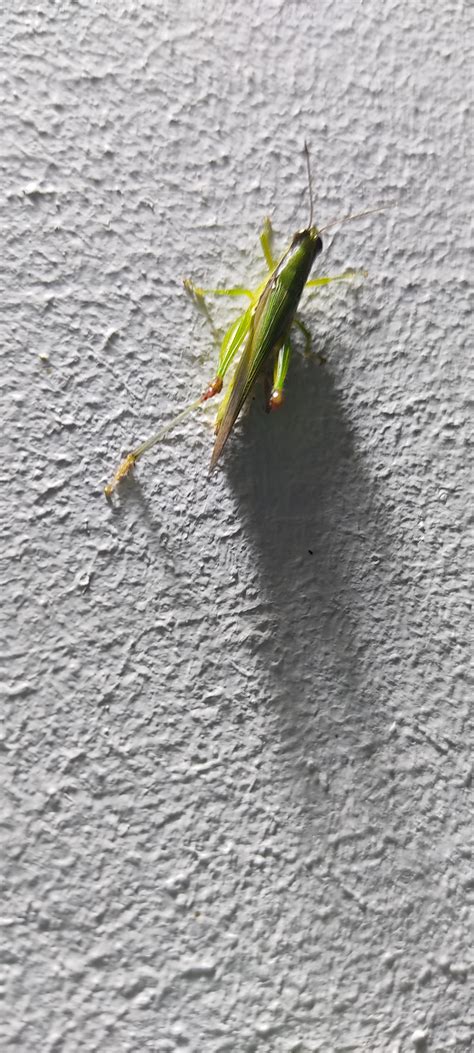 Orthoptera by Bhavya Suresh on 10 November 2020