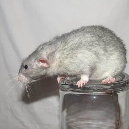 Pet Rat Types, Colors & Breeds: A Complete Guide | ThePetFAQ