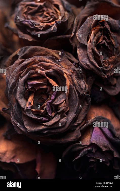 Decaying black roses / Rotting flowers Stock Photo - Alamy