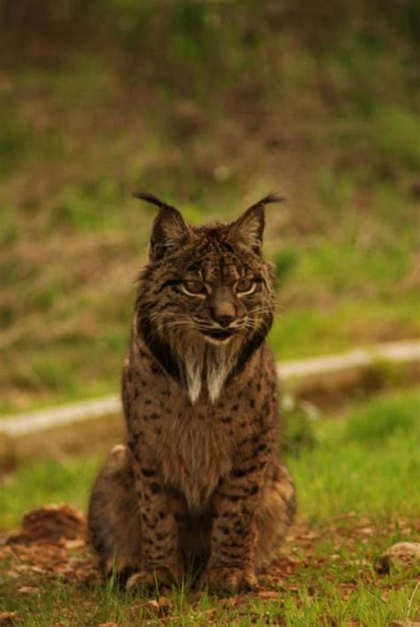 Iberian Lynx l Beautiful Wildcat - Our Breathing Planet