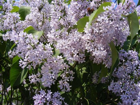 Free photo: Blue, Flowers, Lilac, Oleaceae - Free Image on Pixabay - 88236