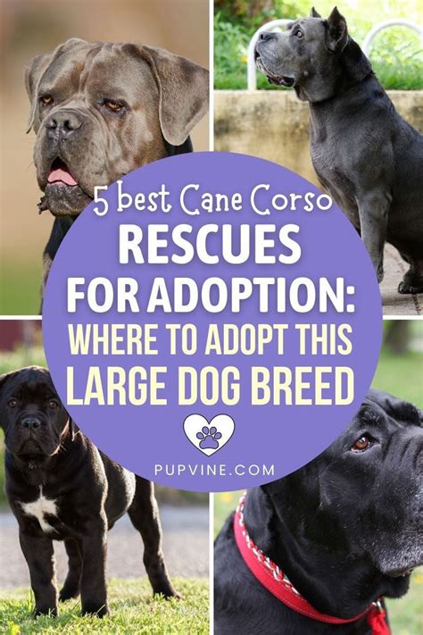 5 Best Cane Corso Rescues for Adoption Where To Adopt This Large Dog Breed in 2022 | Cane corso ...