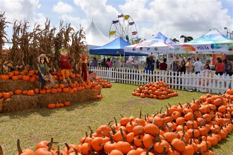 Top 8 Pumpkin Patches To Visit This Fall in Florida (2023 Guide ...