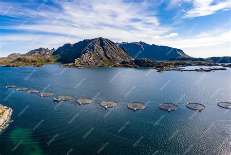 Premium Photo | Farm salmon fishing in norway. norway is the biggest producer of farmed salmon ...