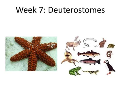 PPT - Week 7: Deuterostomes PowerPoint Presentation, free download - ID:9645589