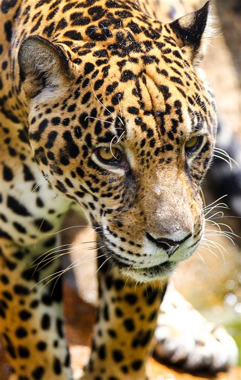 Jaguars - Panama Wildlife Conservation