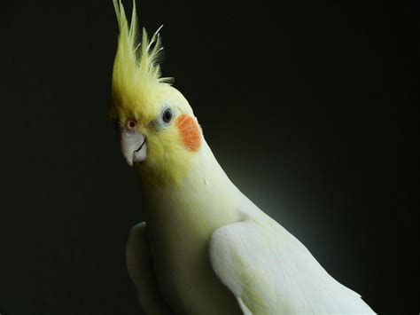 Cockatiel Wallpapers - Wallpaper Cave