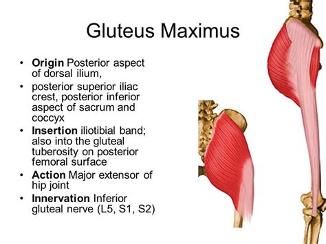 glute max origin and insertion - Google Search | Muscle anatomy ...