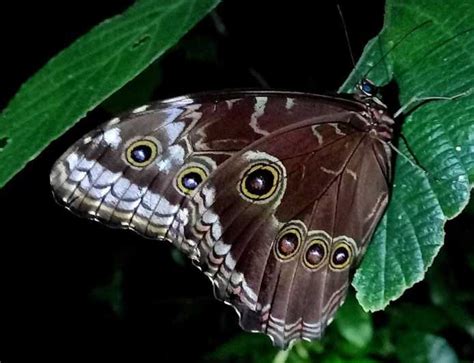 Monteverde: Wildlife Observation Night Walking Tour | GetYourGuide