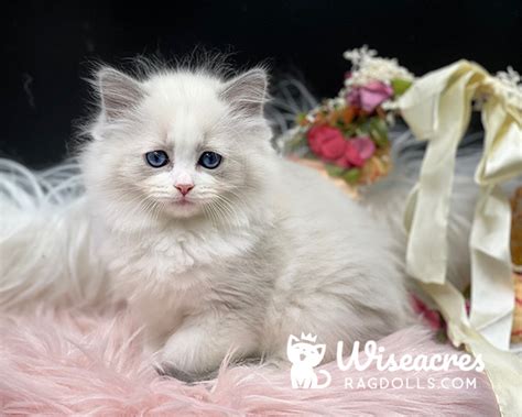 Blue Ragdolls & Blue Point Ragdoll Kittens For Sale