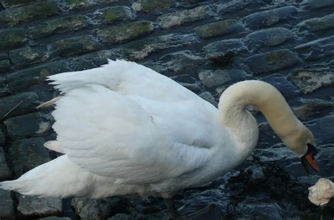 Swan at Waterside Lane,Gillingham,Kent | View large Hello Fl… | Flickr
