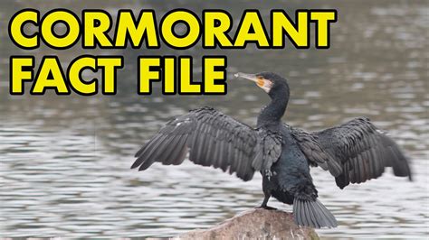 Cormorant: Fact File (British Wildlife Facts) - YouTube