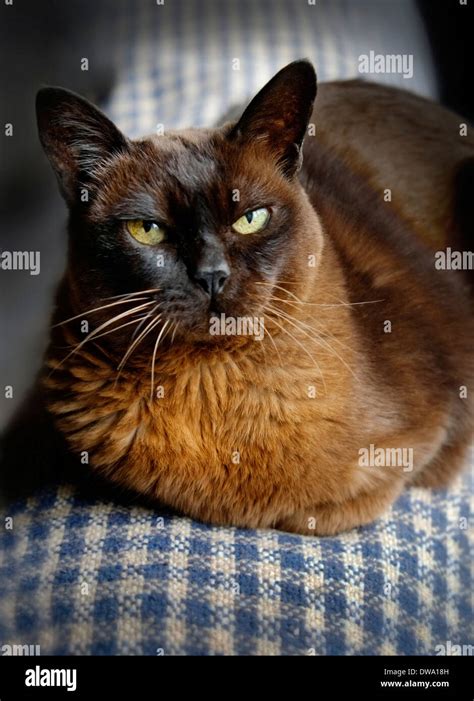 Elderly 19 year old Brown Burmese Cat in Ireland Stock Photo - Alamy