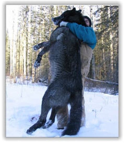 Giant Canadian Gray Wolves - Gallery | eBaum's World