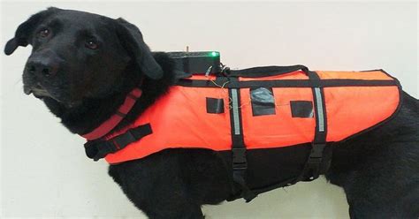 Haptic Vest Allows For Remote And Quick Commands to Dogs - MobyGeek.com