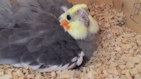 Cockatiel laid 4 eggs - YouTube