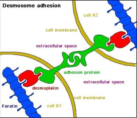 Desmosomes - Definition, Function, Structure & Quiz | Biology Dictionary