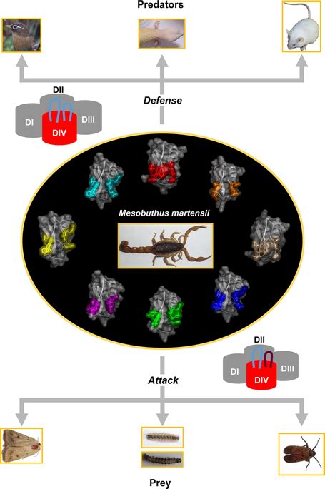 Predators and prey driving accelerated evolution of scorpion α-toxins ...