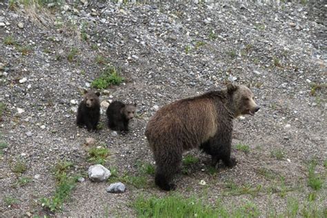 Wildlife in the Valley - Rafting the Rockies