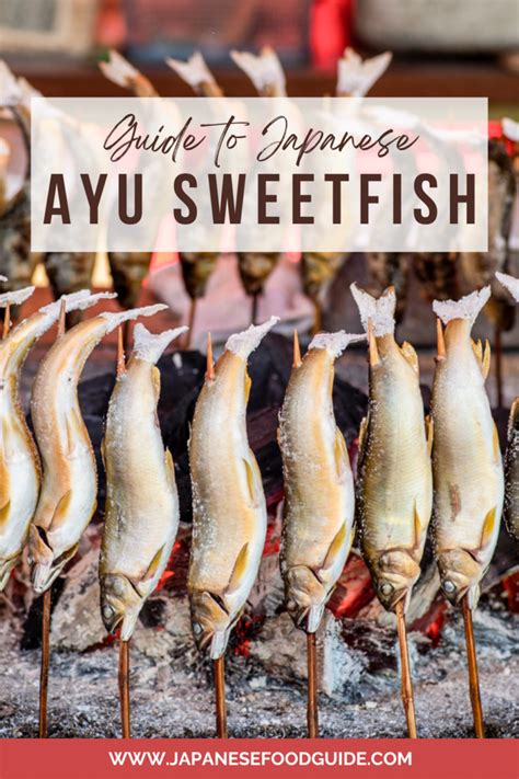 Ayu Fish: A Guide to the Small but Luxurious Ayu Sweetfish that Smells like Watermelon