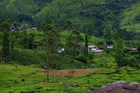 Nuwara Eliya Tea Plantations. Sri Lanka Stock Image - Image of large ...