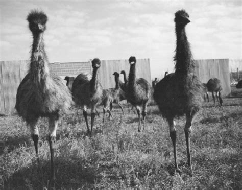 What Was the Emu War? | Sporcle Blog