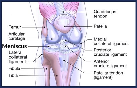 Anatomy Of The Knee Diagram Torn Meniscus