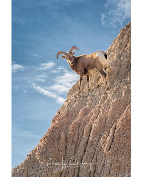 Another of the Badlands National Park residents is the Bighorn Sheep. 🐏 These creatures can be ...